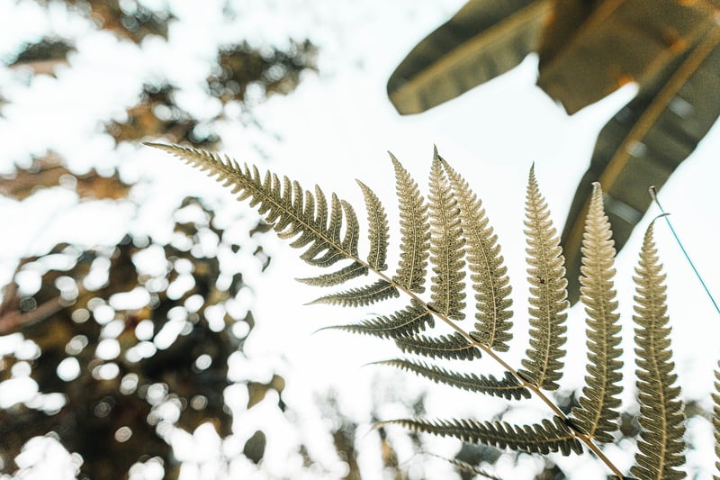 Nature-Inspired Decor